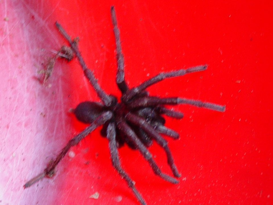 Spider on a red surface with some webbing