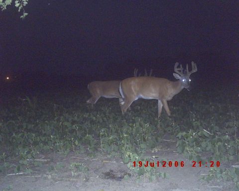 1996 Ford F-150 - A trail camera captured two deer, one a buck with impressive antlers, in a field after dark.
