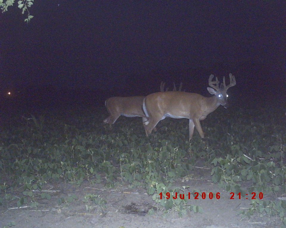 Two deer in a field at night. One has large antlers. Timestamp 19 Jul 2006 21:20