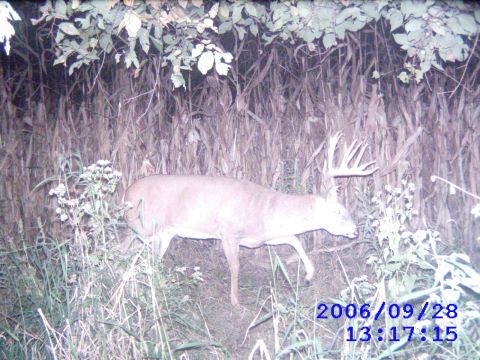 1996 Ford F-150 - A buck deer with impressive antlers is captured in a wooded area on September 28, 2006.