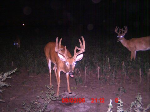 1996 Ford F-150 - A nighttime trail camera captures a buck with impressive antlers, along with another deer in the background.