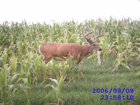 1996 Ford F-150 - Buck deer in a cornfield with a date stamp of 2006/08/09.
