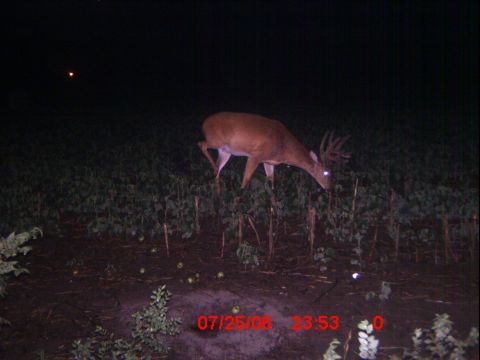 1996 Ford F-150 - A deer with impressive antlers forages in a field at night, captured by a trail camera.