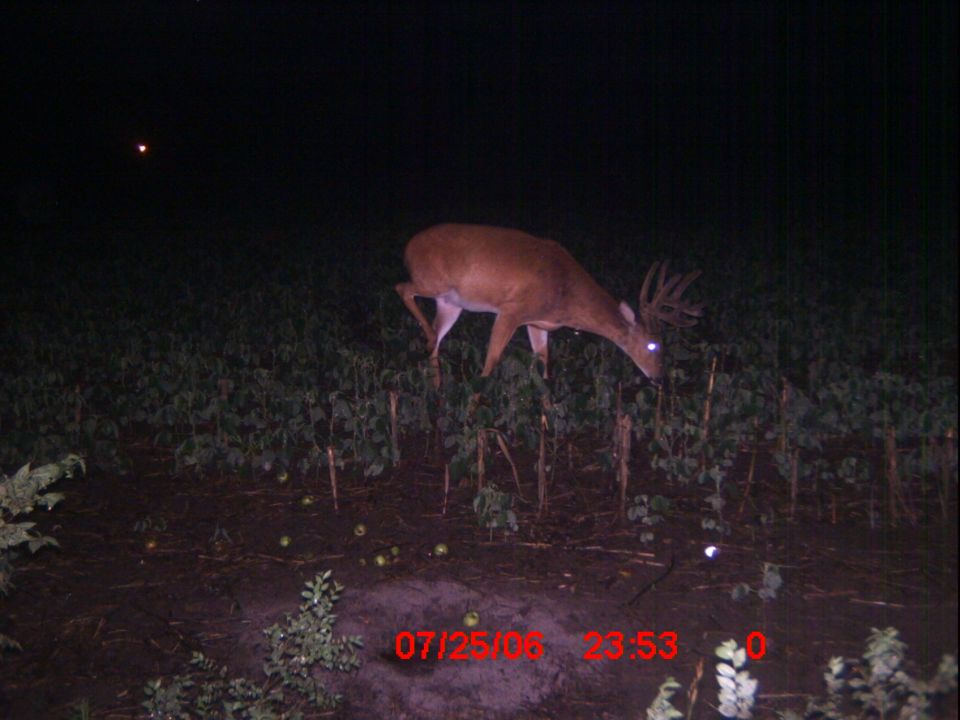 Deer with large antlers in a field at night. Date stamp shows 07/25/06