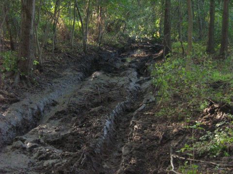 1990 Ford Bronco - Deep tire tracks mark a muddy path through a dense forest.