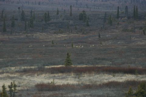 2003 Jeep TJ - Caribou herd spotted in a wide tundra expanse under a hazy sky.