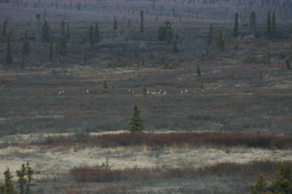 Herd of caribou grazing in a vast tundra landscape with scattered trees