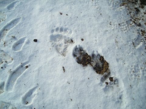 2003 Jeep TJ - Animal tracks are visible in the snow, indicating recent passage.