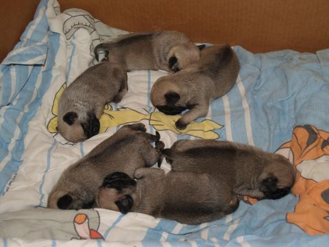 1991 Ford Bronco - A litter of young pug puppies rests together on a striped blanket inside a cardboard box.