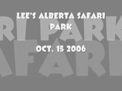 1987 Toyota 4Runner - Oct Lee's Safari Park