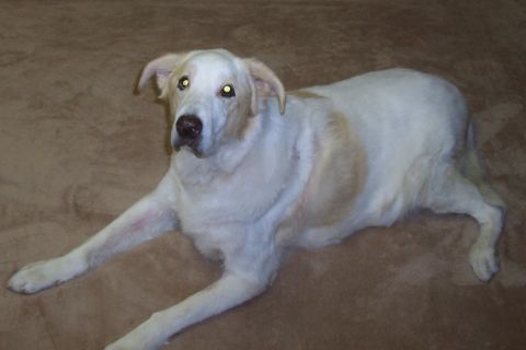 1994 Ford F-150 - A dog with white and tan fur rests on a textured brown surface.