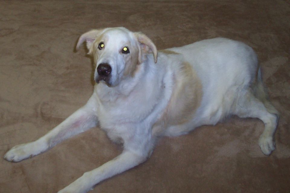 Dog lying down on a brown carpet