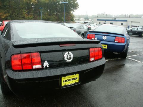 2001 Mercury Grand Marquis - Two Ford Mustangs are parked in a lot on a rainy day. The black car has a dealer frame.