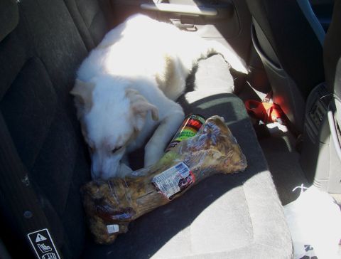 1994 Ford F-150 - A dog rests with a large bone in the back seat of a vehicle, with a can of dog treats nearby.