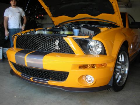 1998 Ford Crown Victoria - Yellow Ford Shelby Mustang with black stripes and Cobra grille emblem, hood raised in a garage while a man stands at left.