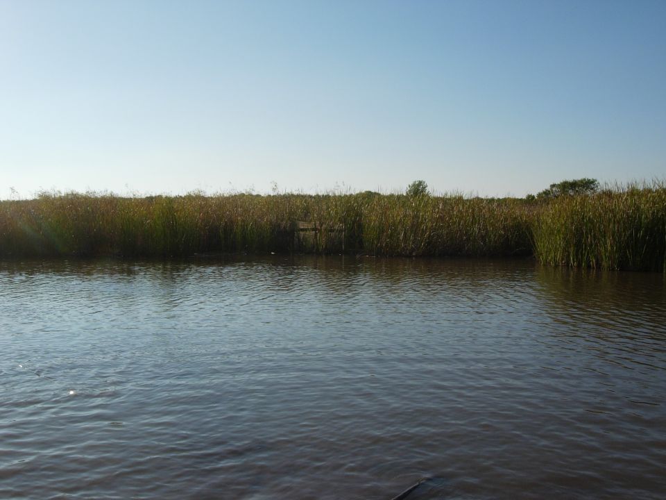 Marshy water with tall reeds and clear blue sky