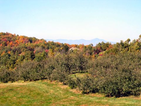 1985 Ford LTD Crown Victoria - A scenic view of an orchard during the fall season, with mountains in the distance under a clear blue sky.