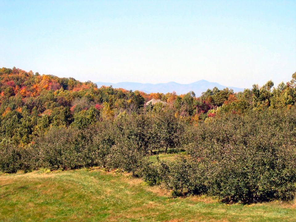 Autumn landscape with rolling hills covered in colorful trees and an orchard in the foreground
