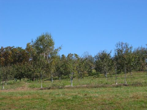 1985 Ford LTD Crown Victoria - A view of an apple orchard on a sunny day with young trees planted in rows on a gentle slope.