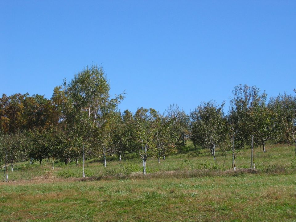 Apple orchard with young trees on a grassy hillside under a clear blue sky