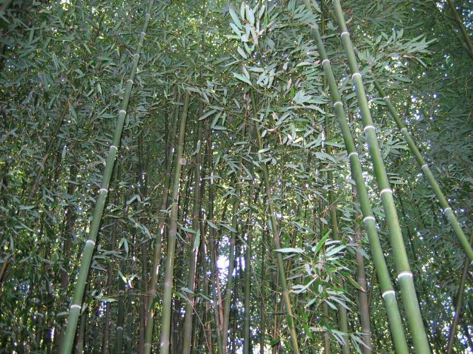 Tall bamboo stalks with green leaves reaching towards the sky