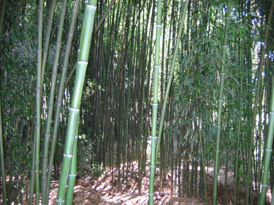 Dense bamboo forest with tall green stalks and dappled sunlight on the ground