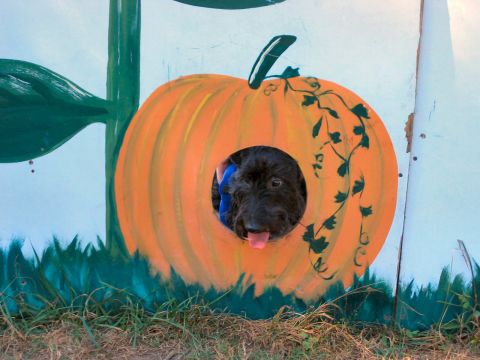 1985 Ford LTD Crown Victoria - A black dog with its tongue out looks through a hole in a painted pumpkin decoration.