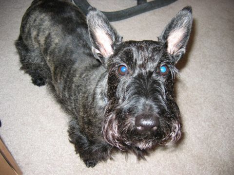 1985 Ford LTD Crown Victoria - A Scottish terrier with striking blue eyes gazes upwards from a carpeted floor.