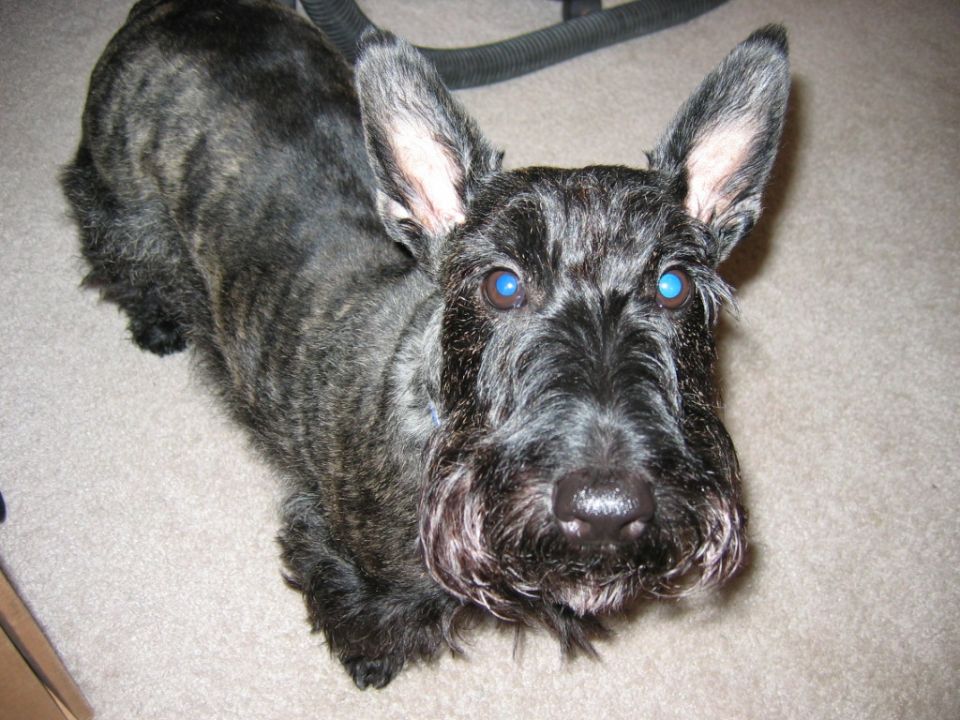 Scottish terrier with bright blue eyes looking up