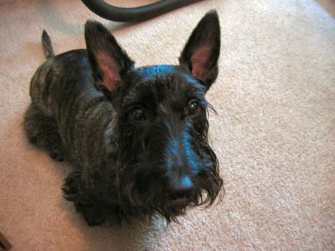 1985 Ford LTD Crown Victoria - A Scottish Terrier dog with dark fur and upright ears sits on a light-colored carpet.