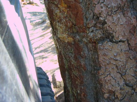 1985 Ford Bronco - A close-up view shows the texture of tree bark and a portion of a vehicle's tire.