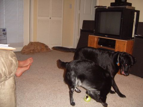 1988 Ford Bronco - Two black dogs are playing with a yellow ball on a carpeted floor, with a television and entertainment center in the background.