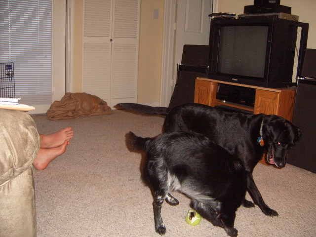 Two black dogs playing with a yellow ball indoors