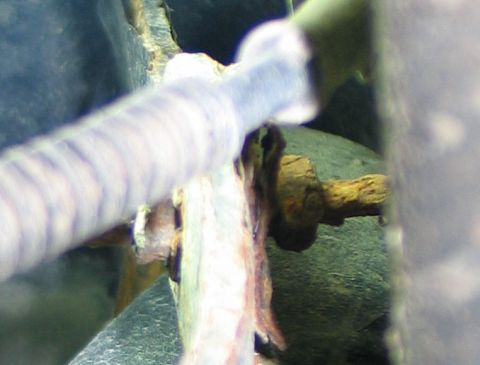 1994 Ford Bronco - junction between hard line and hose