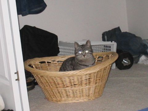 1990 Ford Probe - A tabby cat sits comfortably in a woven basket, its eyes glowing in the dim light.