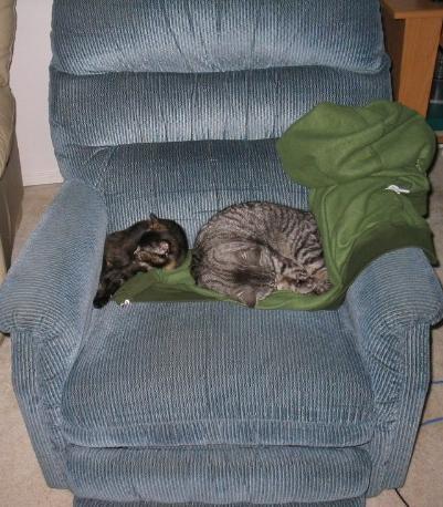 1990 Ford Probe - Two cats are sleeping on a blue recliner chair, one curled up on a green blanket.