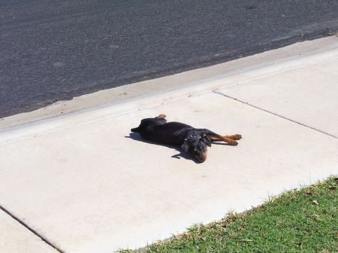 1991 Ford Bronco - Dog takes a break from the heat, lounging on the sidewalk.