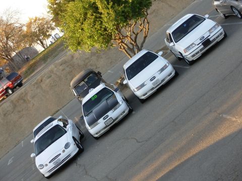 1995 Ford Taurus - A line of white Ford Taurus sedans, with one modified with a black hood, are parked on a paved surface under a tree.