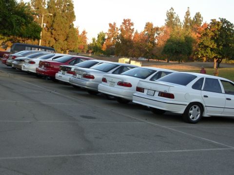 1995 Ford Taurus - A row of sedans are parked on a street with trees in the background.