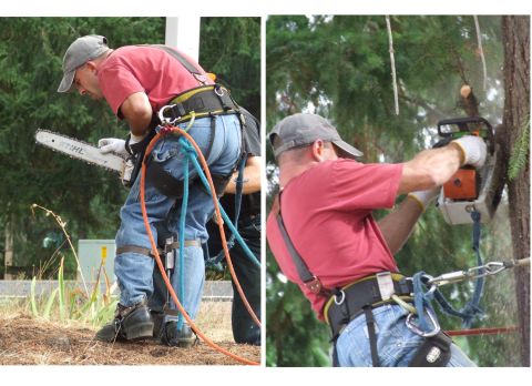 1976 Ford F-150 - An arborist uses a chainsaw while suspended by ropes to trim tree branches.