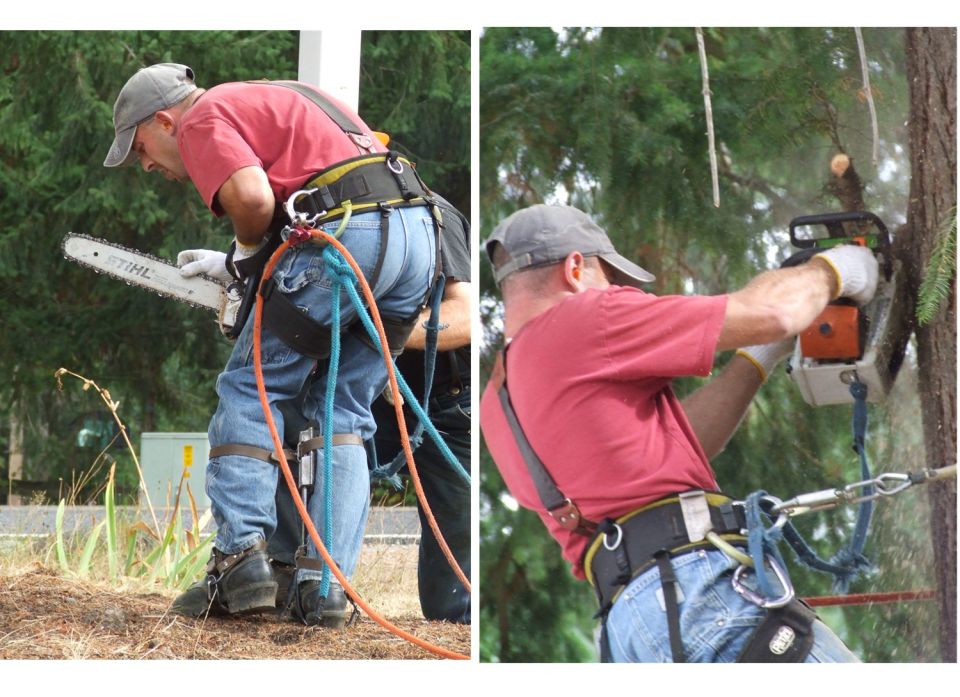 Arborist in red shirt and jeans, wearing a harness, holds a Stihl chainsaw while working on a tree. A Supermotors logo is visible