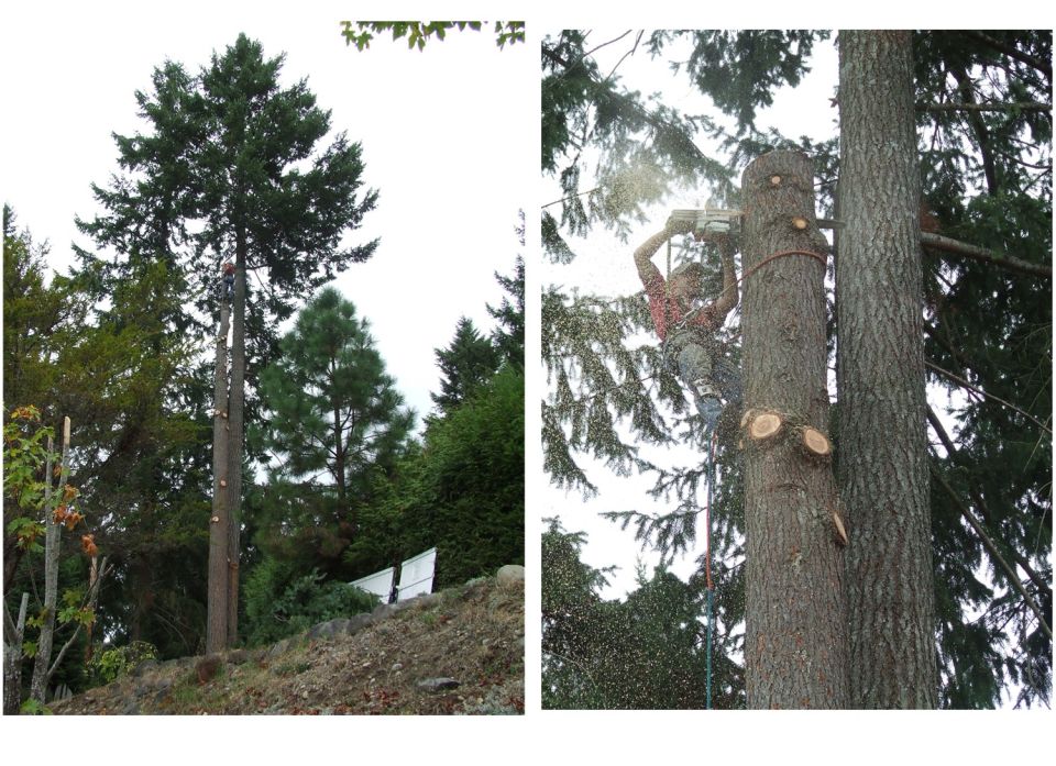 Arborist cutting tree branches with chainsaw, high in a tall tree