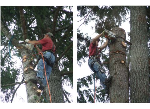 1976 Ford F-150 - Arborist using a chainsaw to prune a large tree while secured with climbing gear.