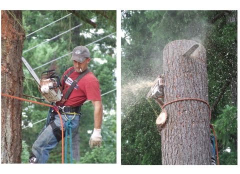 1976 Ford F-150 - Arborist working high in a tree with a chainsaw, and another chainsaw cutting through a tree trunk.