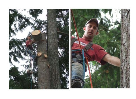 1976 Ford F-150 - Arborists work to trim a large tree, with one man cutting branches while another is secured by ropes.