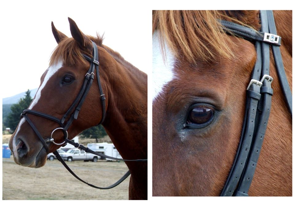 Horse head in profile, wearing a bridle. A white stripe runs down its face. In the background, a white pickup truck and a trailer are visible
