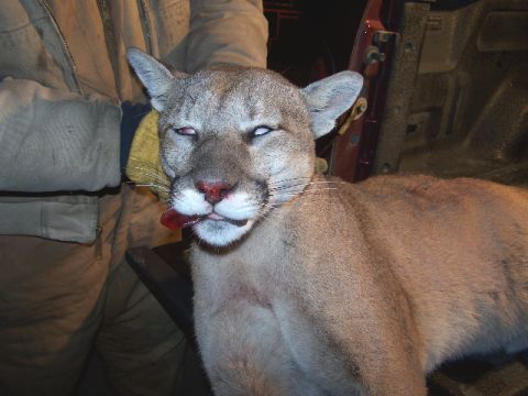1989 Ford Bronco - A cougar is held by a person, with a red nose and tongue visible, inside what appears to be a vehicle.