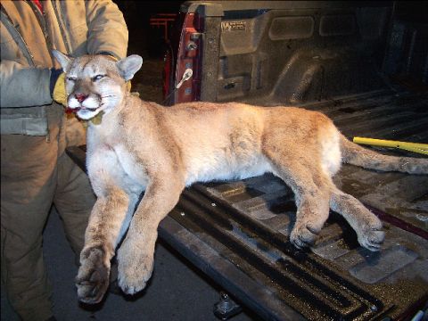1989 Ford Bronco - A cougar is being transported in the bed of a pickup truck.