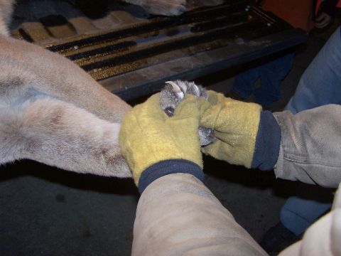 1989 Ford Bronco - Animal paw examination in progress.