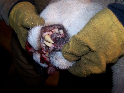 1989 Ford Bronco - Gloved hands hold open a cougar's mouth for examination, revealing its teeth and gums.